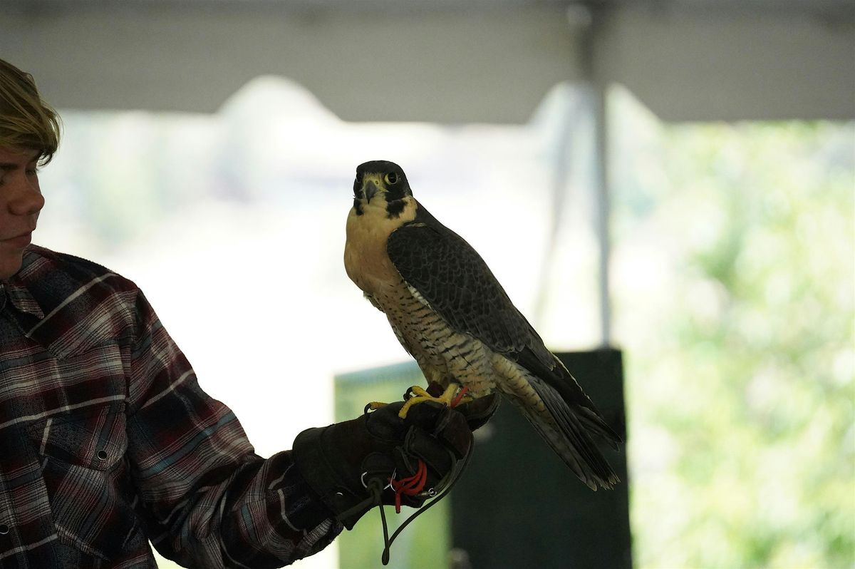 Falconry Presentation