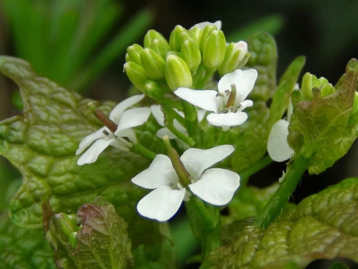 Foraging with Wild Food UK Frome, Somerset 8th March.