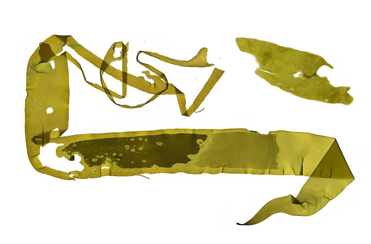 KelpFest! Senescence Celebration