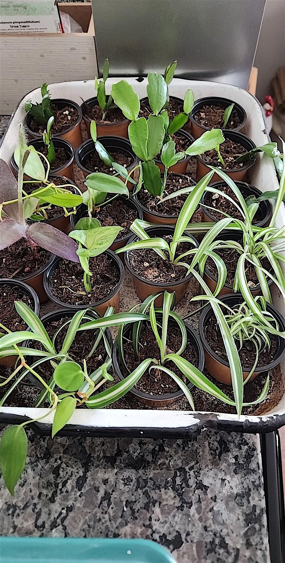 Pick a Pot and Plant Workshop