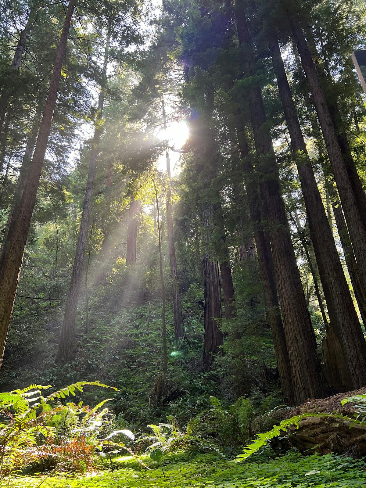 Rest as Liberatory Practice: A Spring BIPOC Wellness Gathering (Olympia)