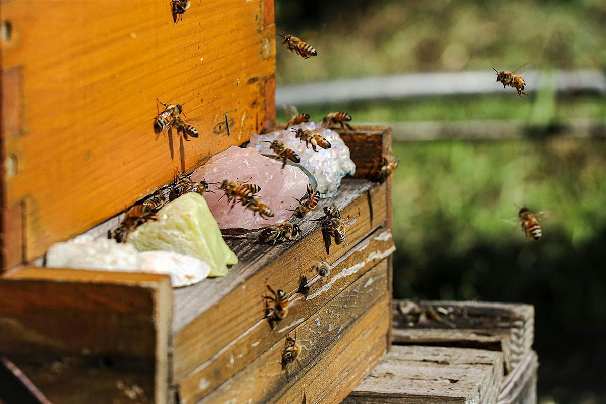 Living Foods: Making Kombucha with Honey