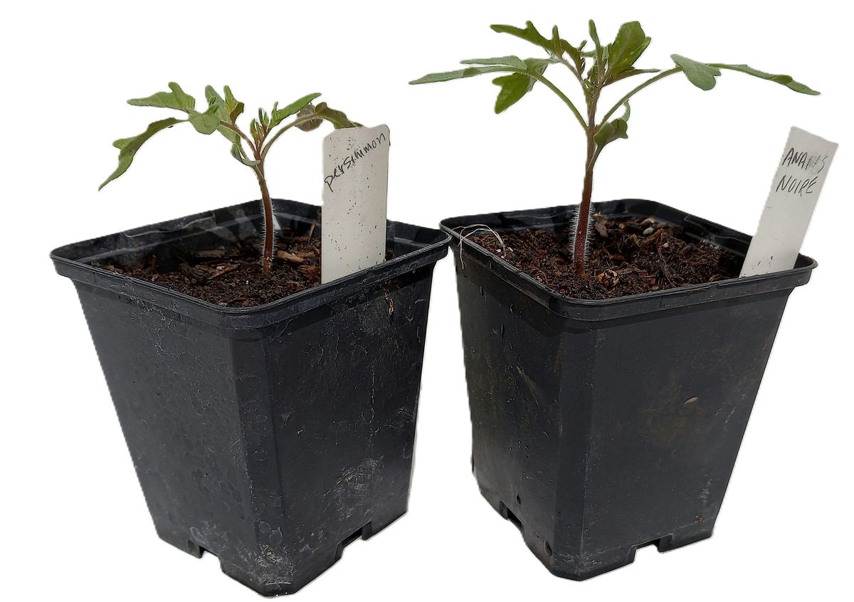 Start Your Own Vegetable Seedlings