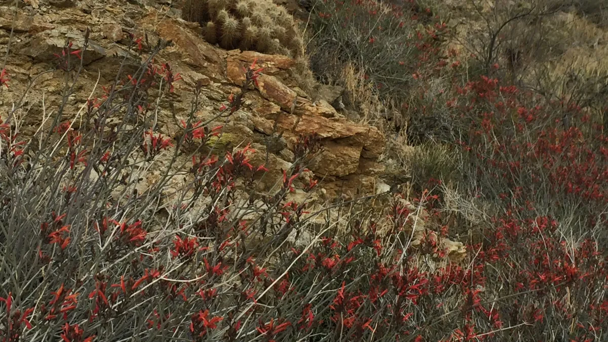 Backpack to Plum Canyon