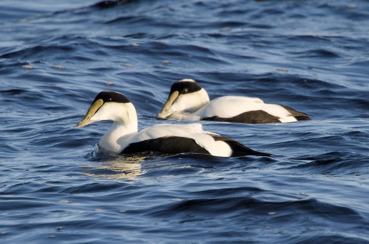 Winter Seabird Walk