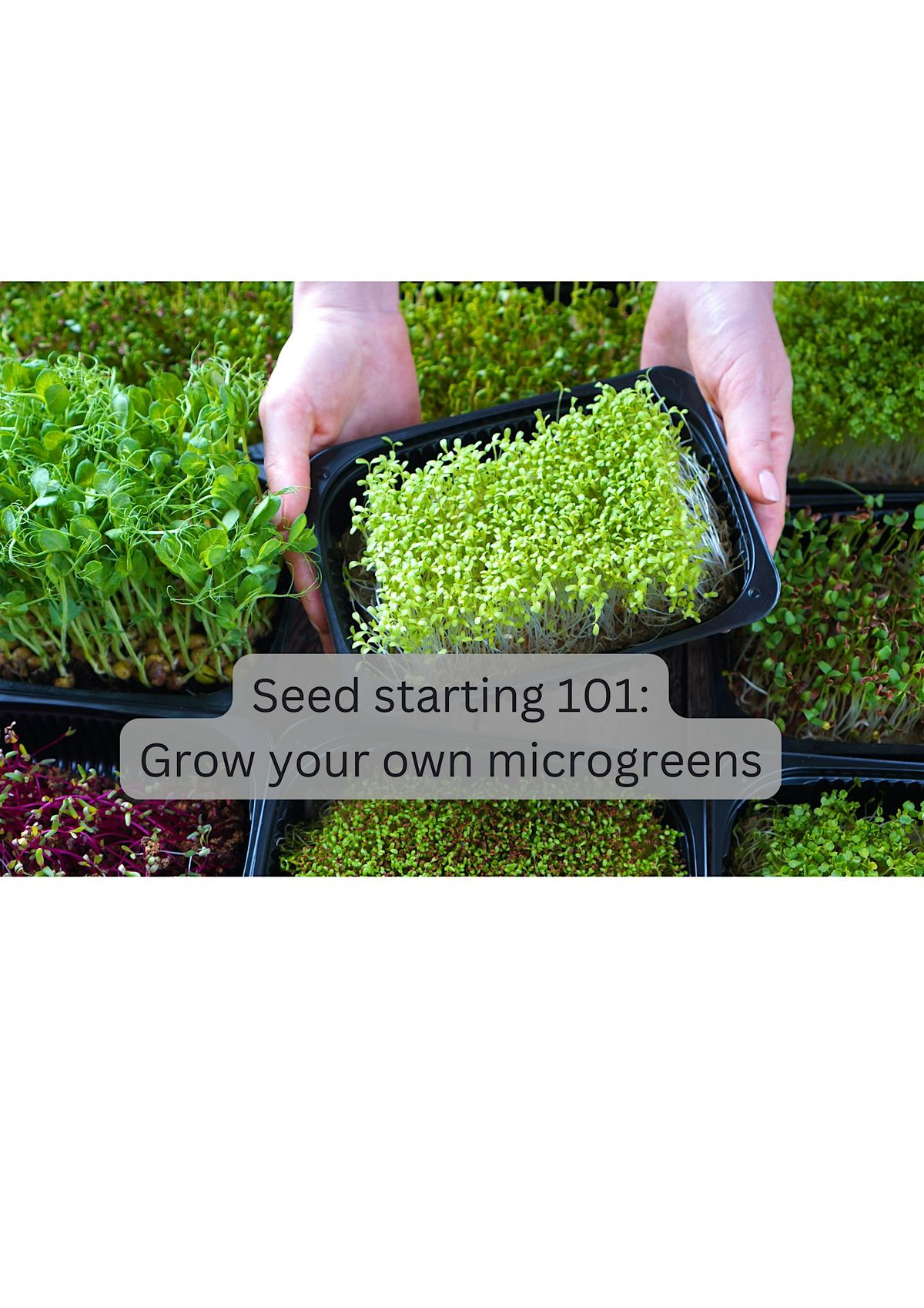 Seed Starting 101: Grow your own microgreens