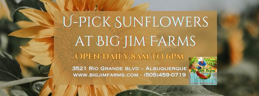 U-Pick Sunflower Farm at Big Jim Farms!