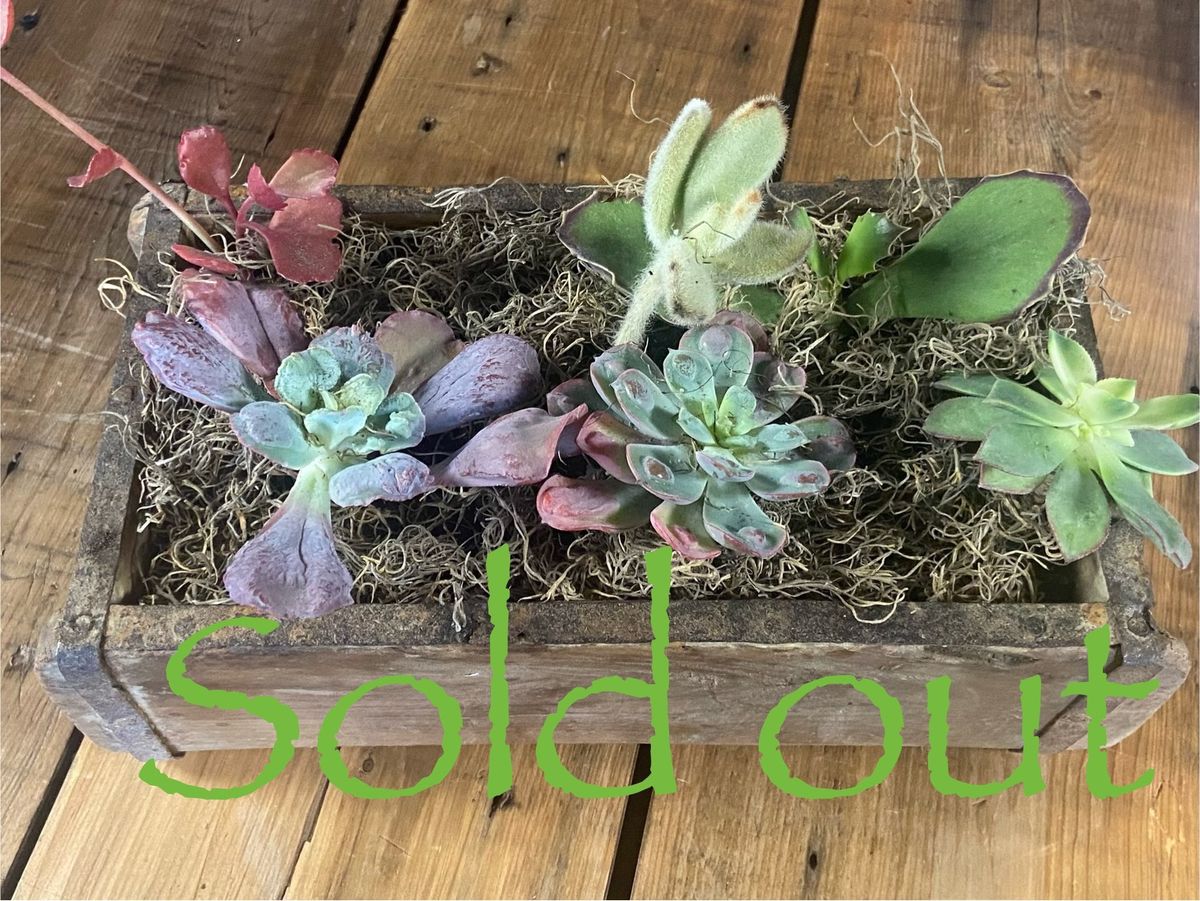 Succulent Brick Mold Workshop