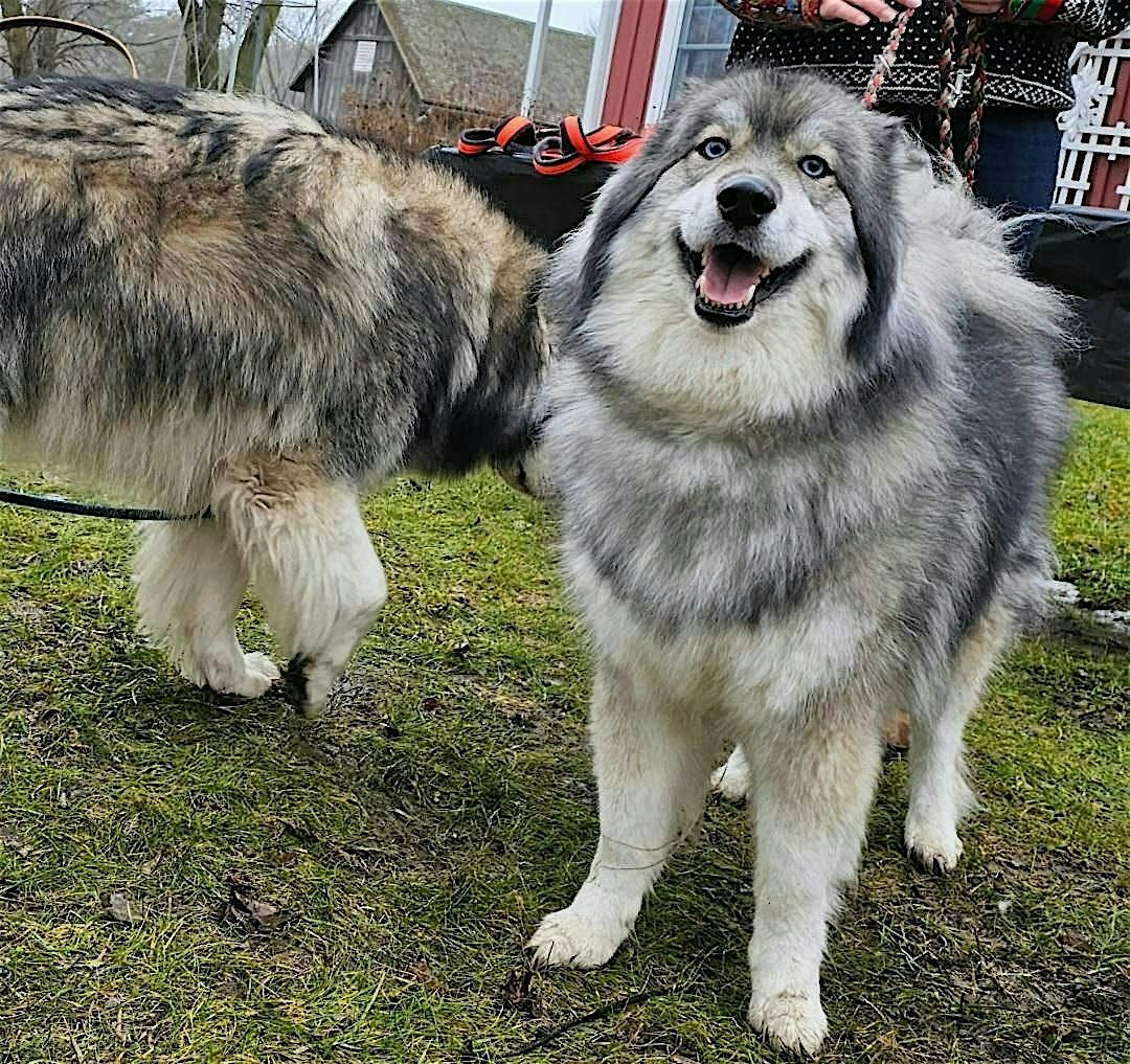 Meet the Sled Dogs - and Kids Learn to Mush (Ages 4-12)