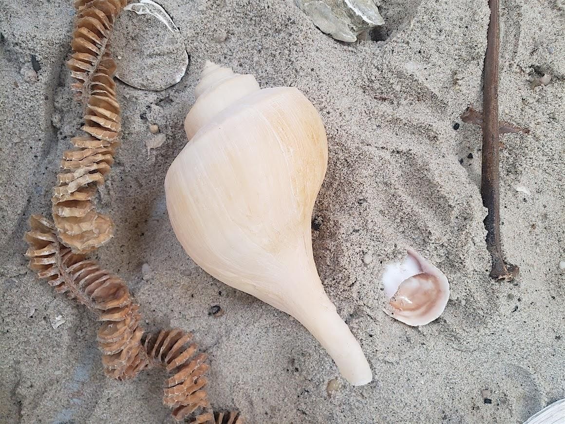 Beachcombing the Cove