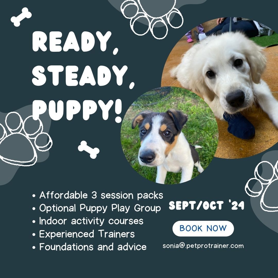 Puppy Classes and Play Groups