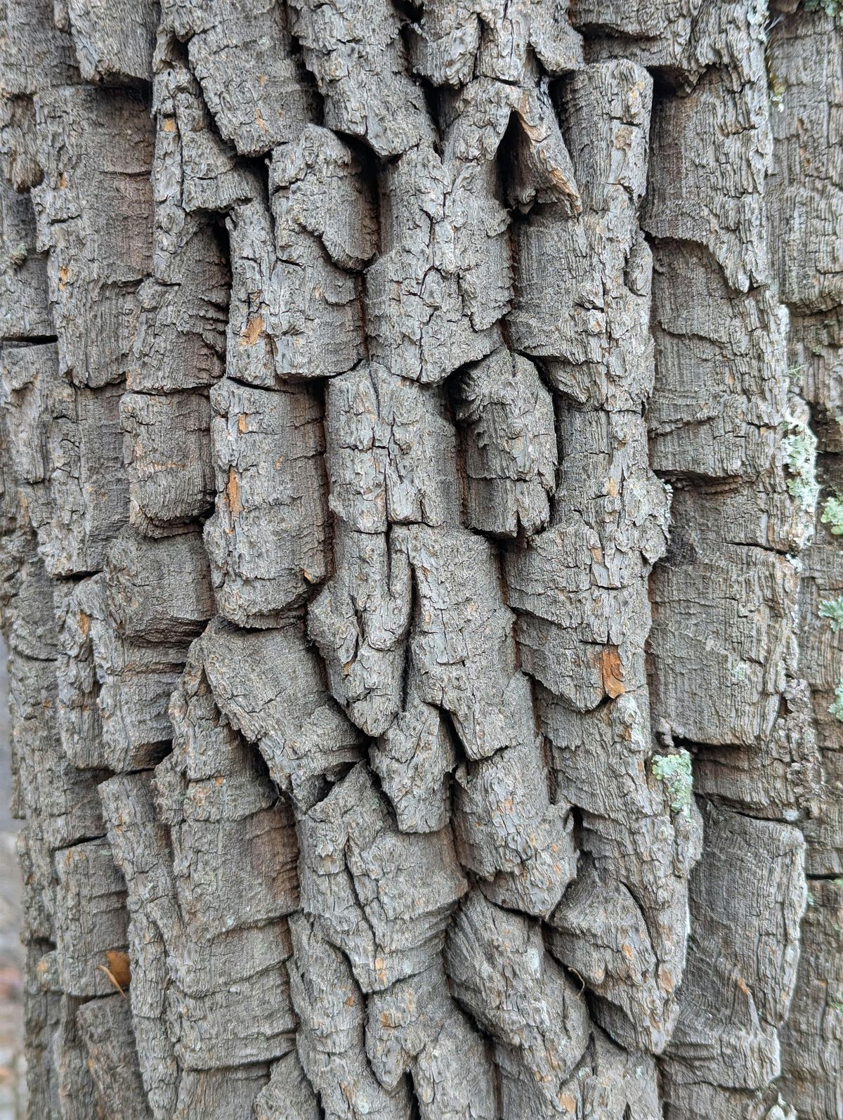 Winter Buds & Bark