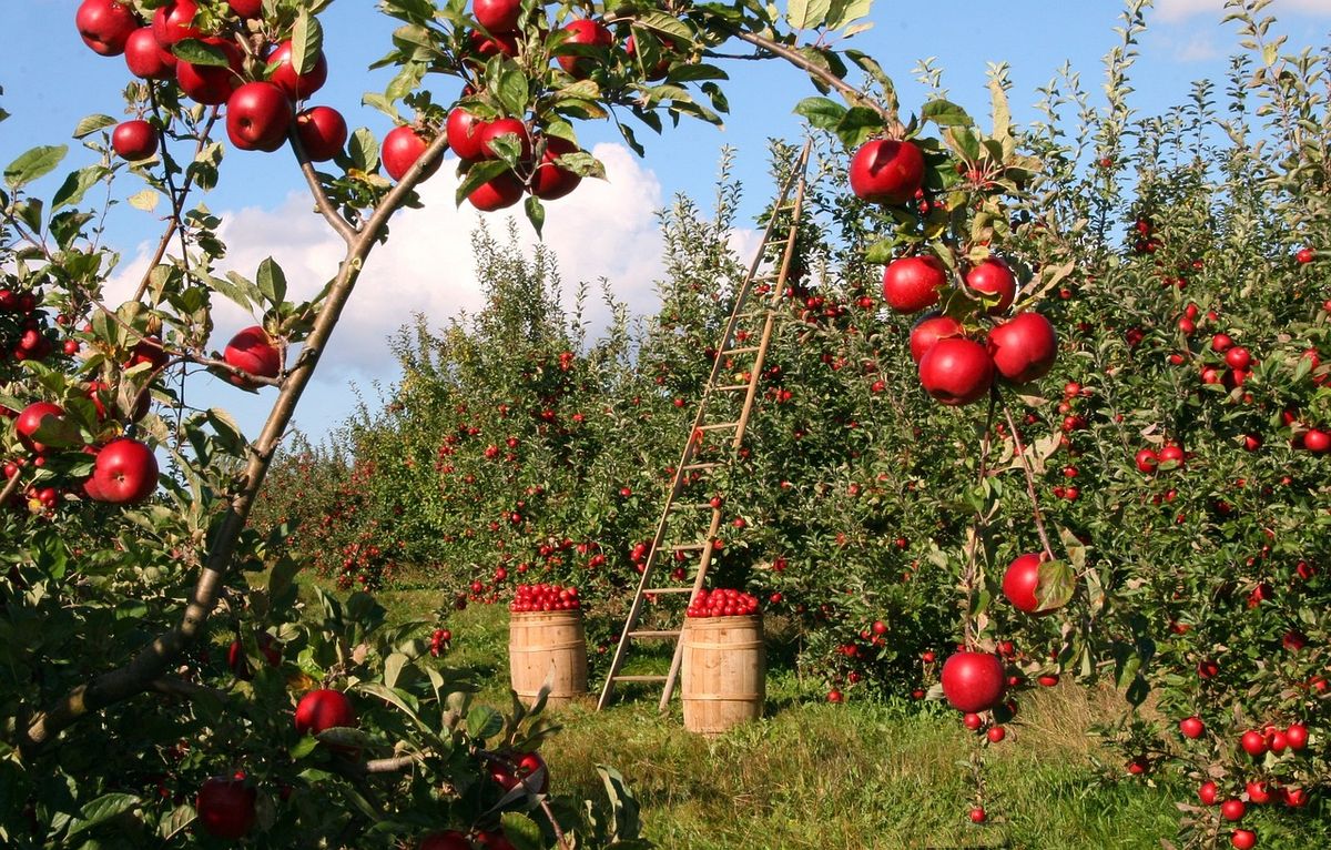 Apple Grafting Workshop