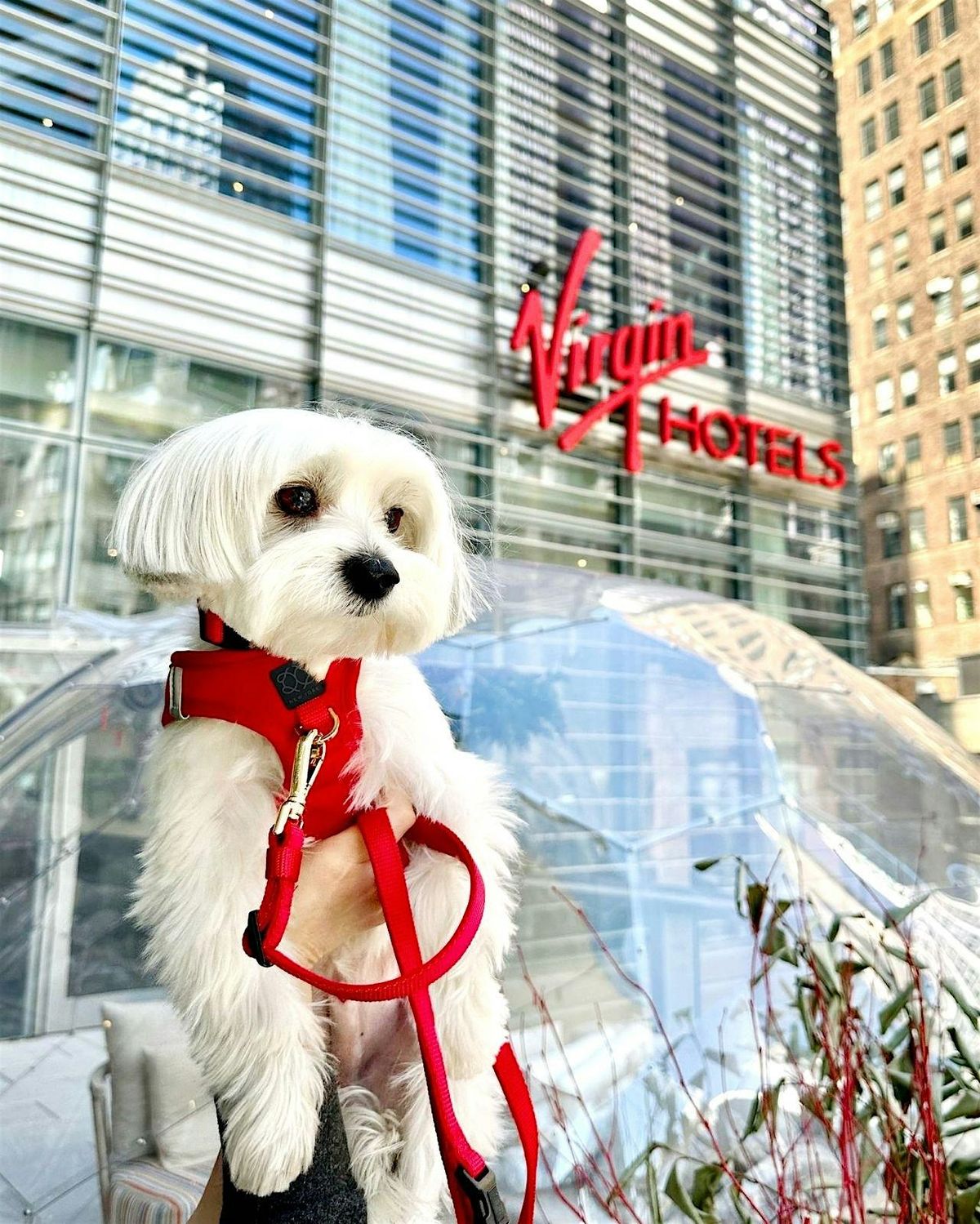 Paws on The Patio: HOWL-O-WEEN