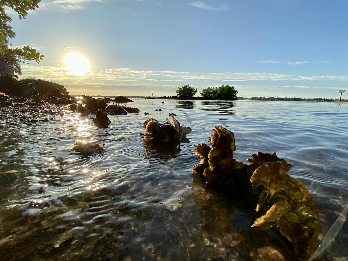 Transformational Oyster Habitat Restoration in Southwest Florida