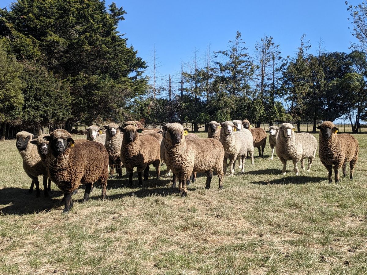 North Island Black and Coloured Sheep Sale 2025