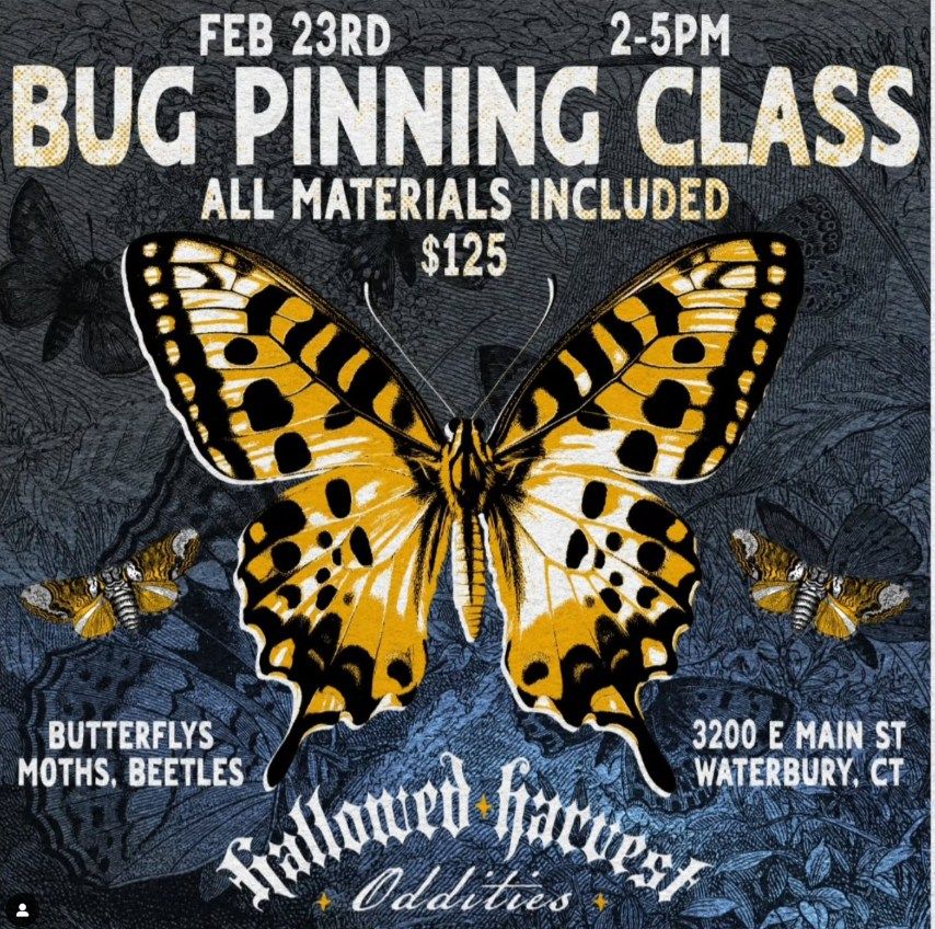 Bug Pinning Class hosted by Hallowed Harvest Oddities