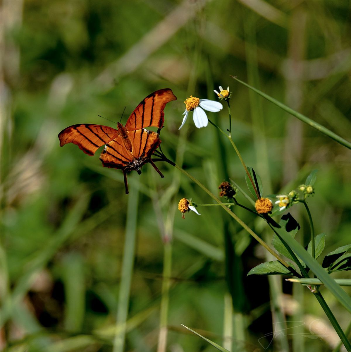 Fall Butterfly Count