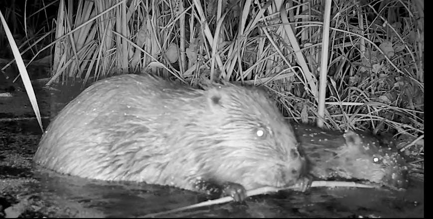 Beaver Guided Walk