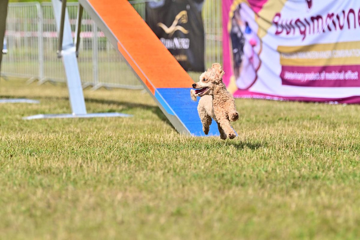 Treningowe zawody agility 11\/01\/2025 CANIVERSUM