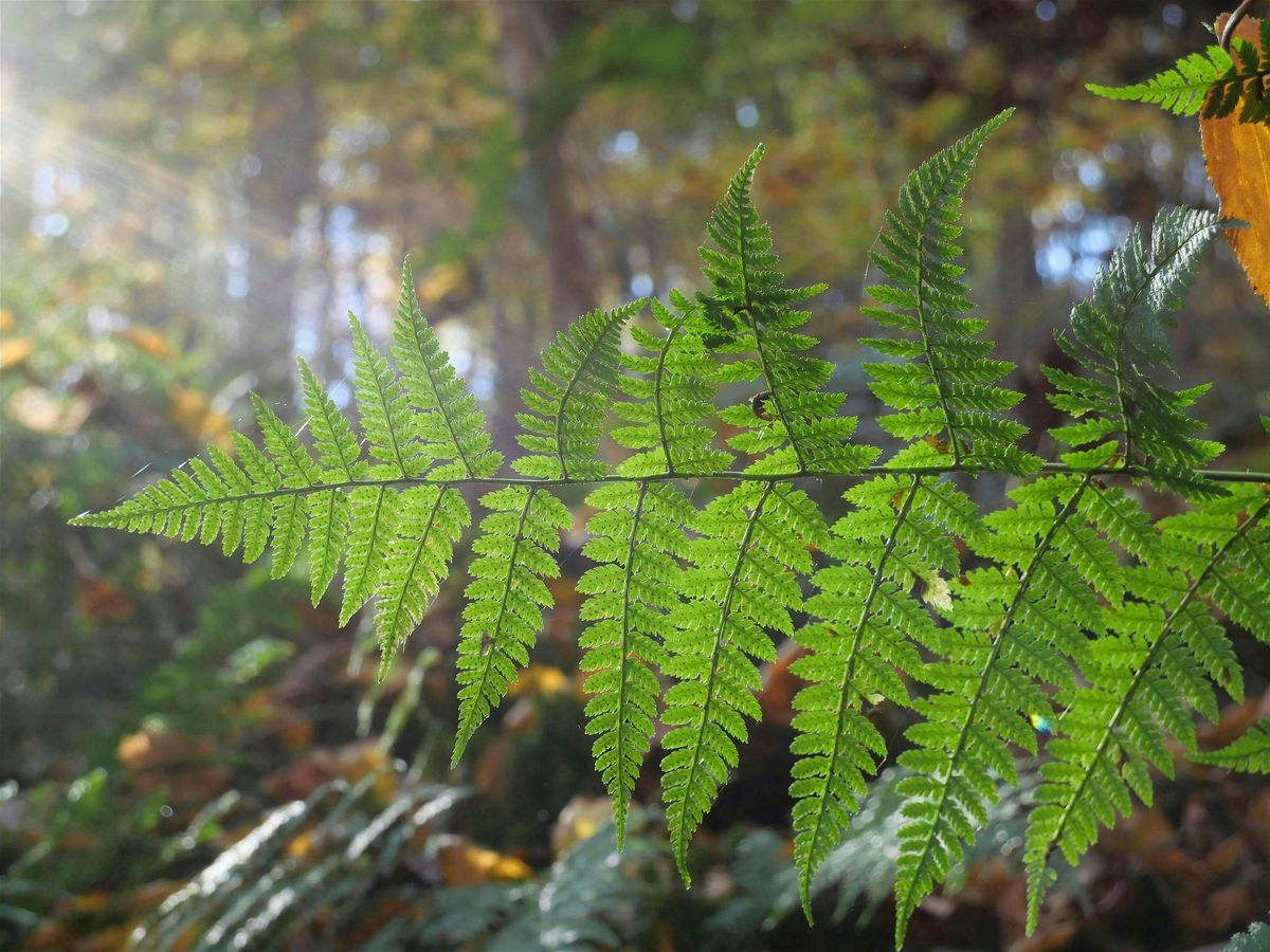Ferns & Falls