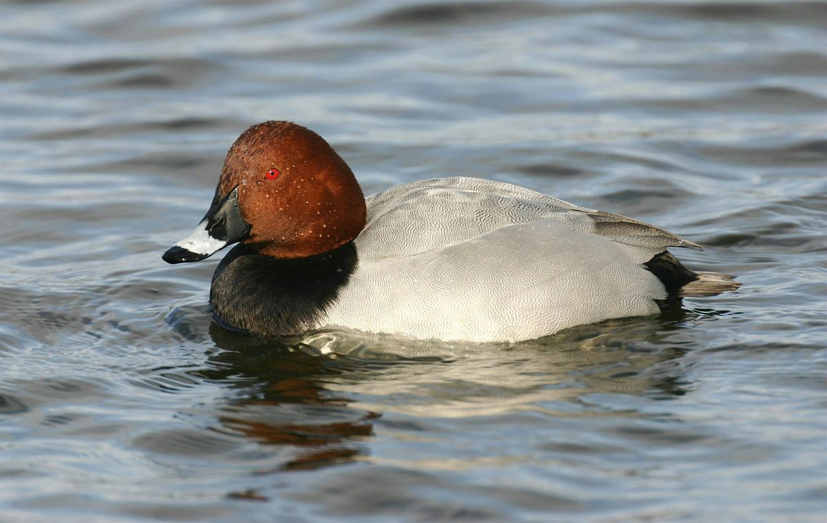 Thatcham Lake Bird Walk - Nature Discovery Centre, Sunday 16 November