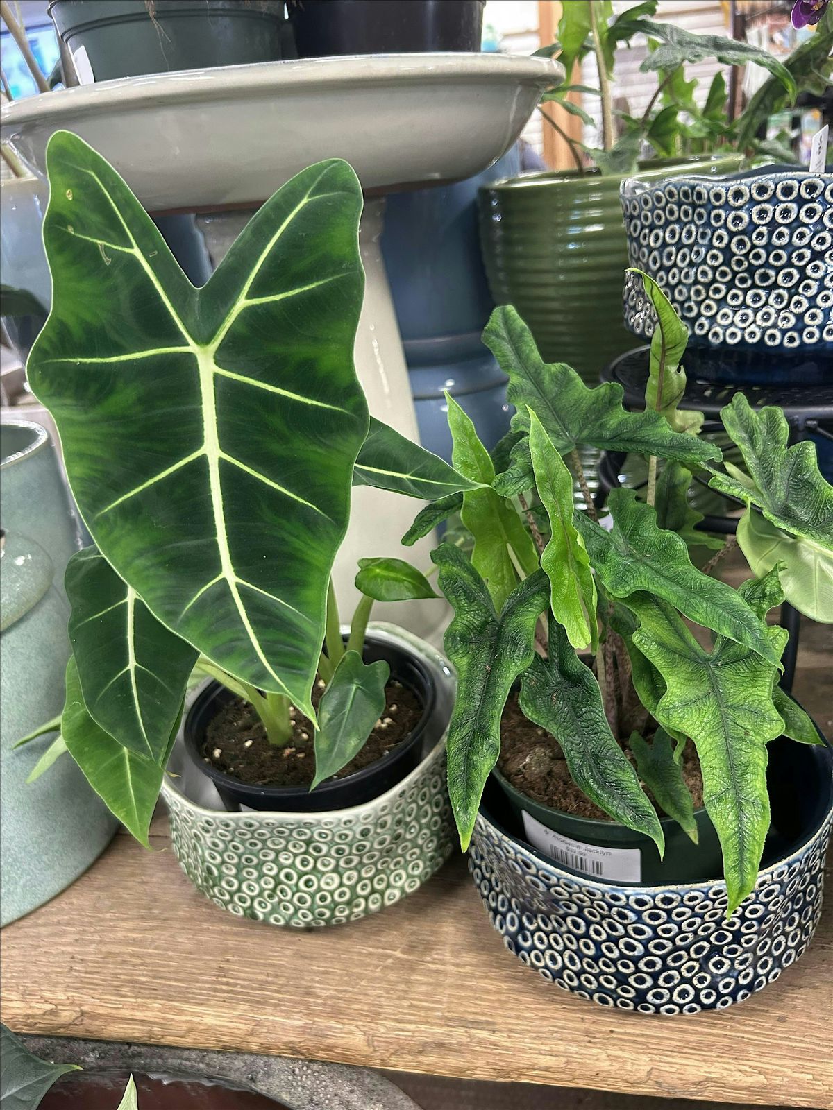 Free Saturday Seminar: How to K*ll a Houseplant
