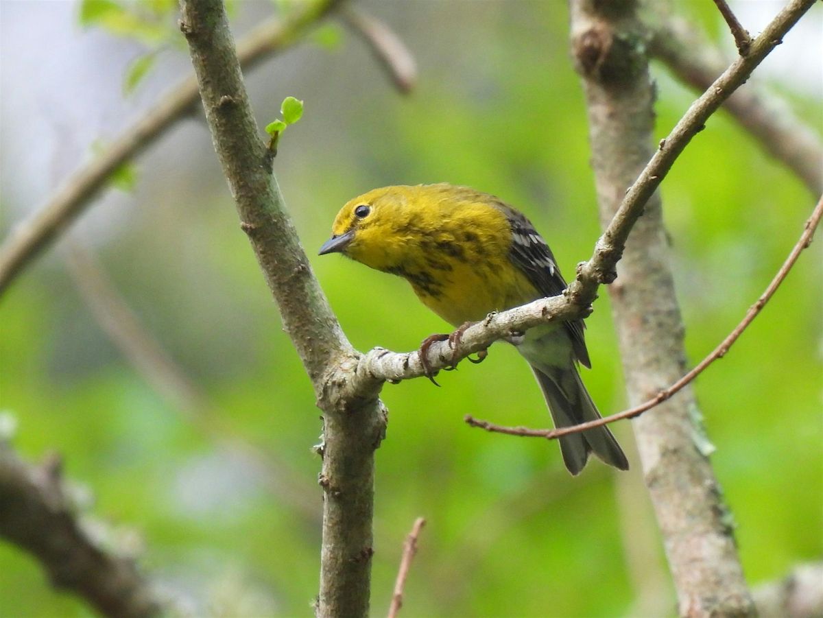 Birding Basics @ Hilltop Arboretum - Daytime Class (Spring 2025)