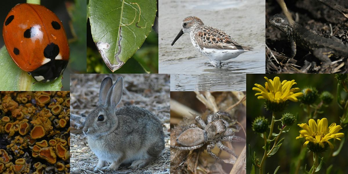 California Biodiversity Day BioBlitz