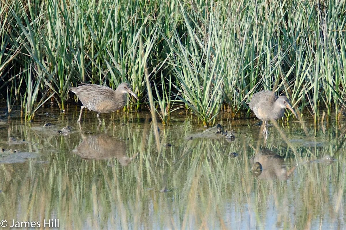 Walk for MLK Day at Dr. Robert B. Hayling Freedom Park with James Hill