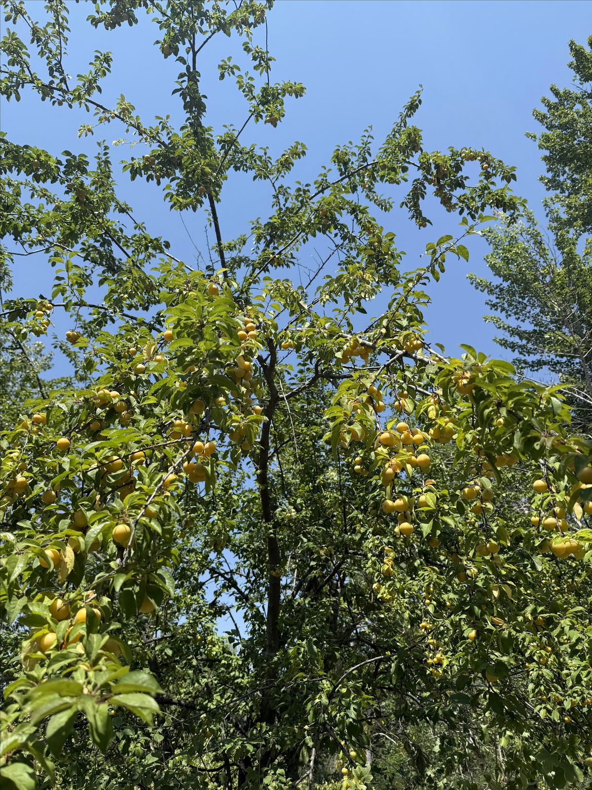 August foraging\/plant ID class