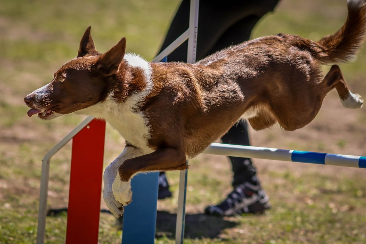 Morningstar's Clever K9s Spring UKI Agility Trial - March 22-23, 2025