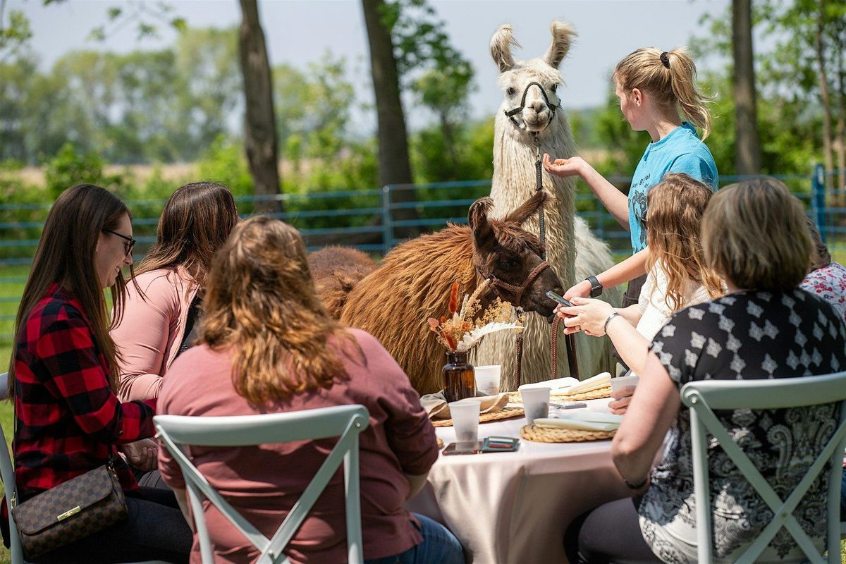 Mother's Day Brunch with Llamas