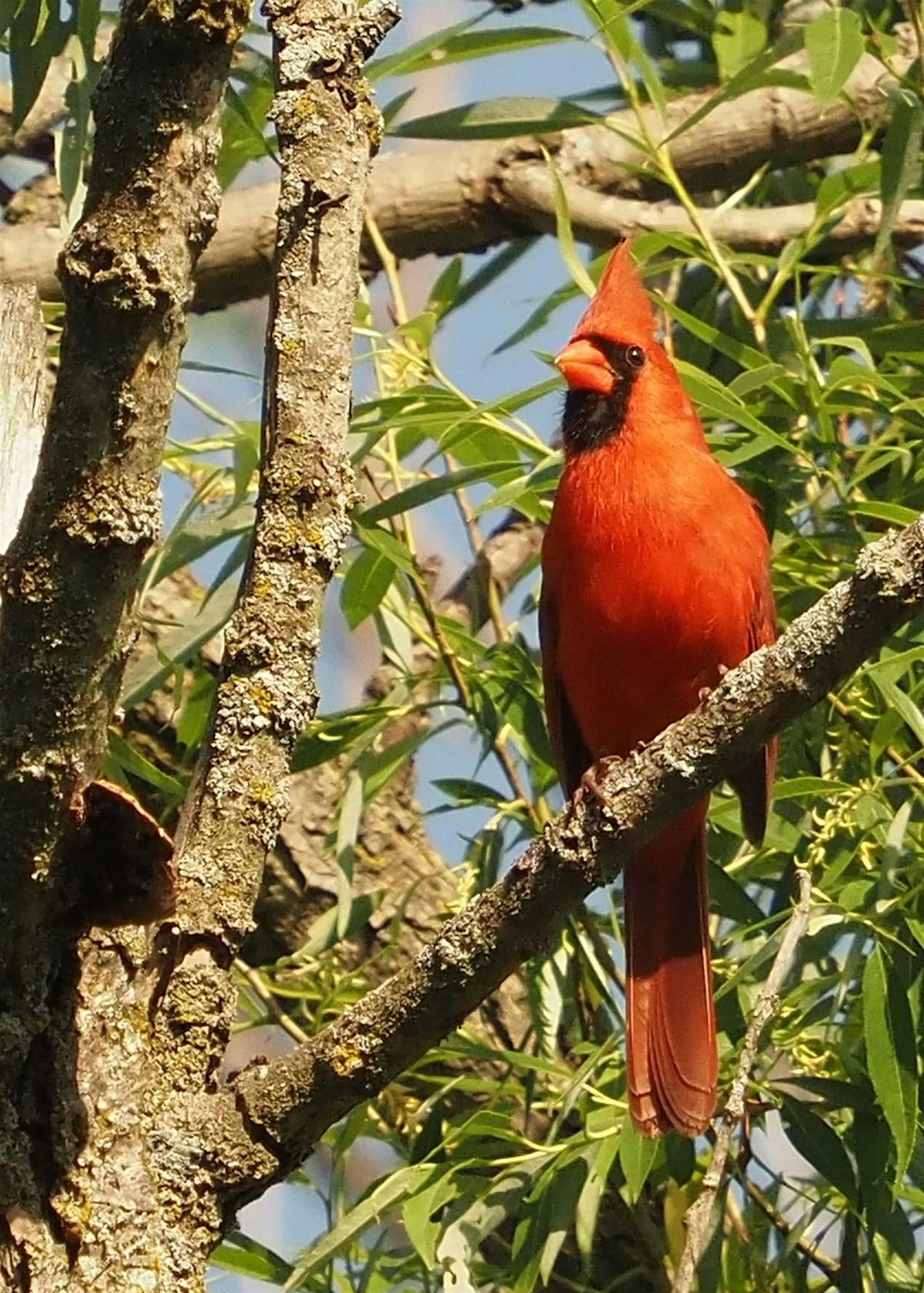 Guided Walk: Birds, Trees, Salmon & Turtles in the East Don