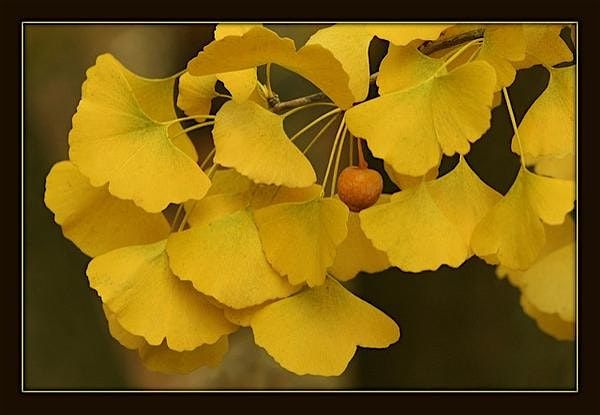 Going Out With a Bang- Stars of the Fall Landscape