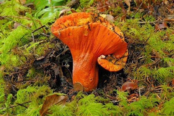 Fall Mushrooms of the southern Oregon Cascades