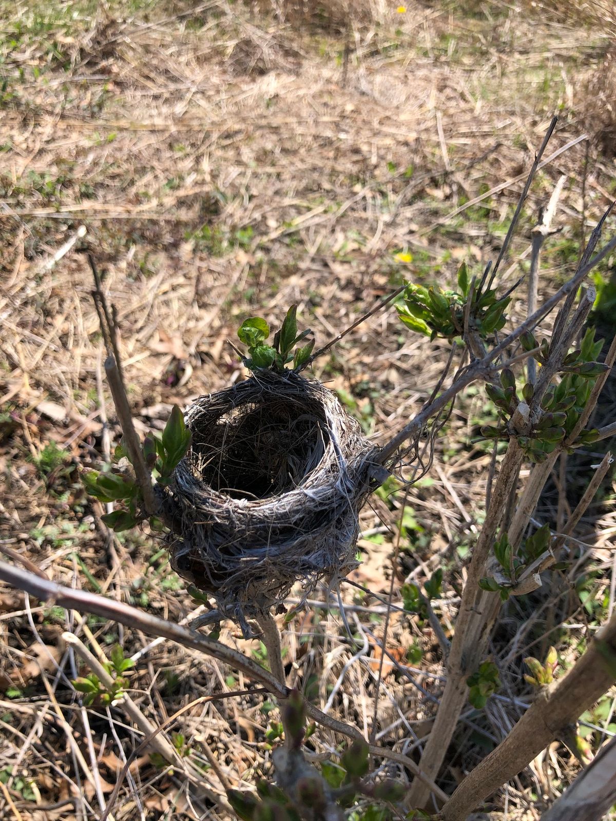 Science Saturday: Bird Nests