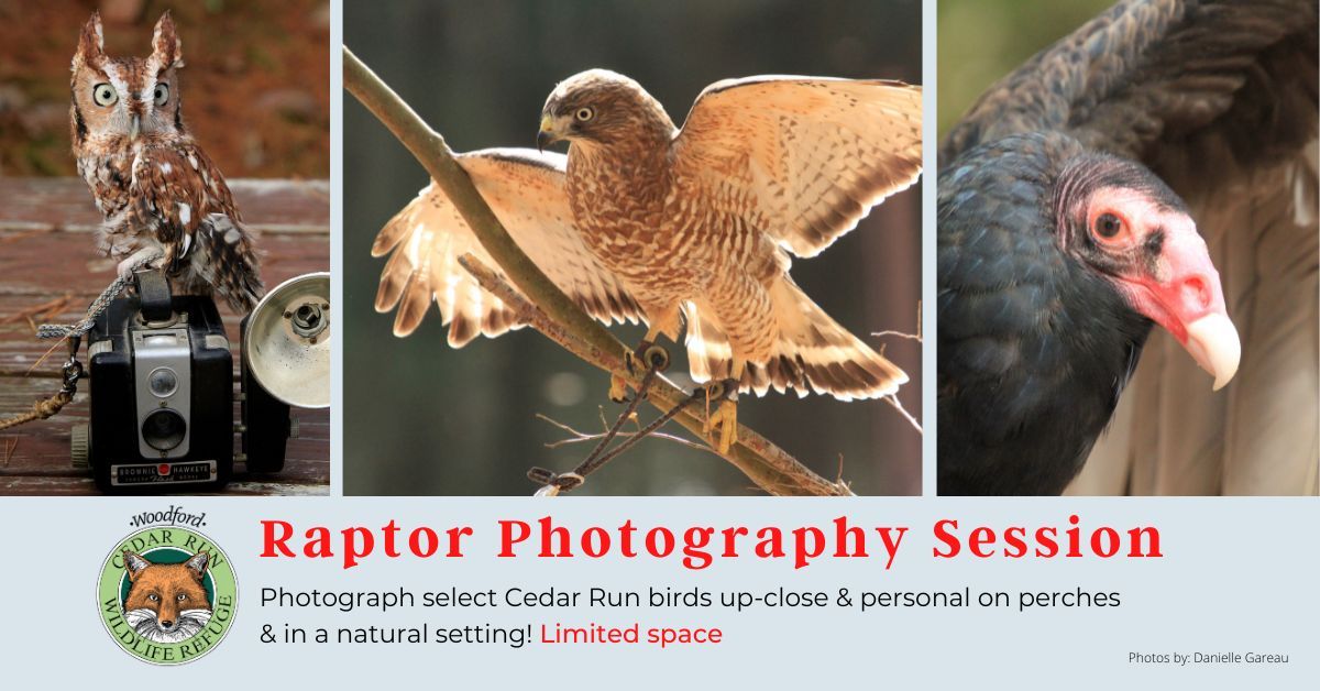 Raptor Photography Session