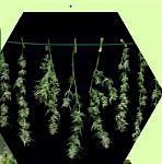 Harvest 101