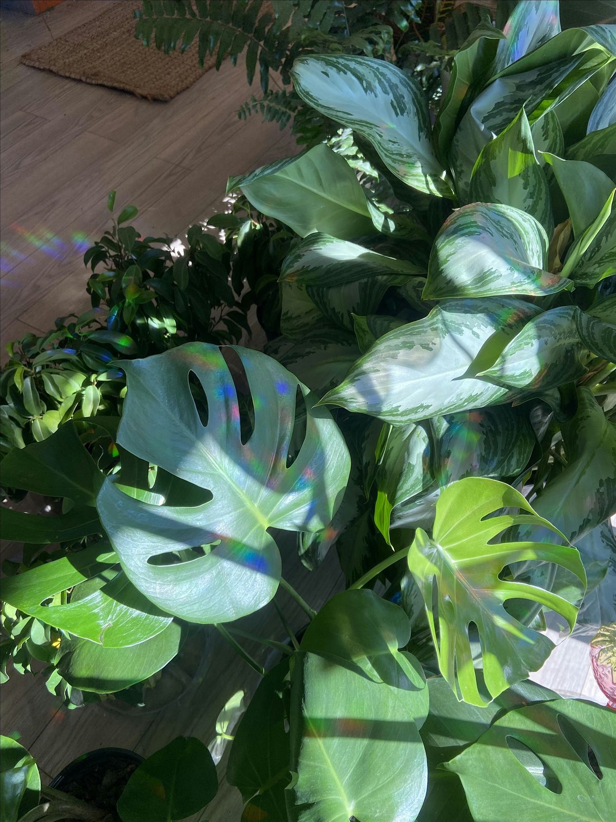 Plant Bingo!