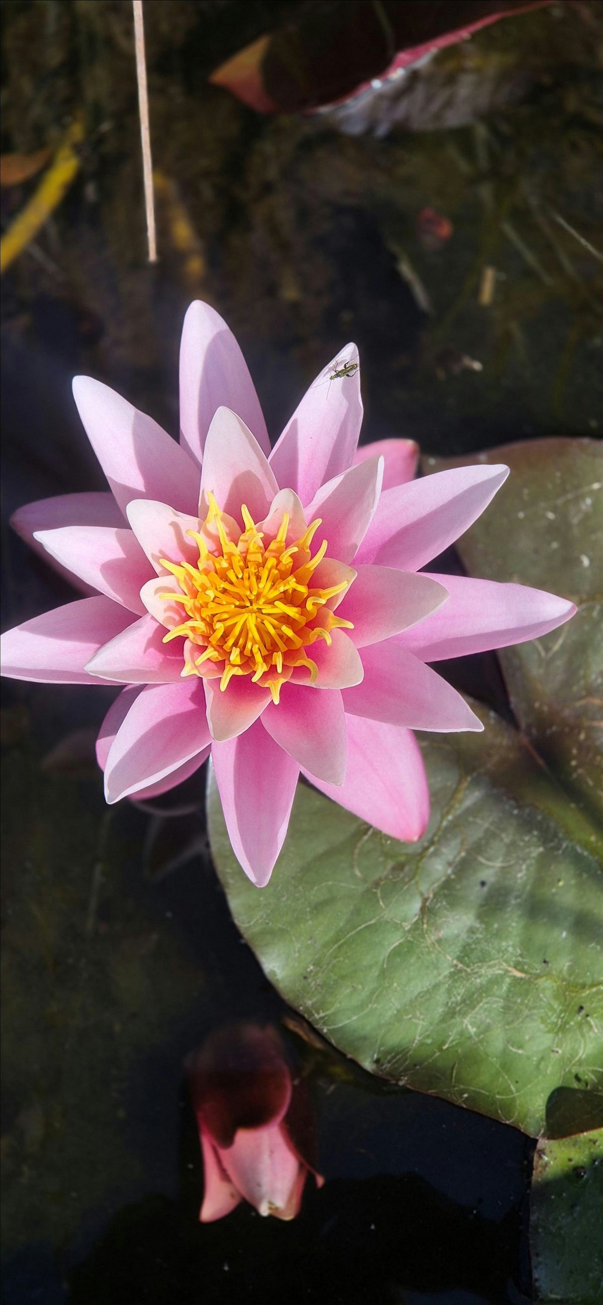 Wildheart Yoga  half day New Year Retreat