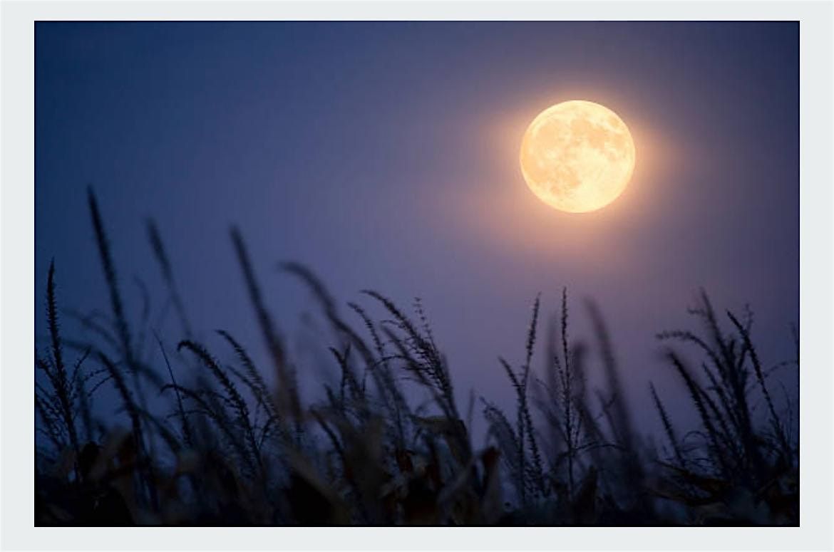 Harvest Moon Market