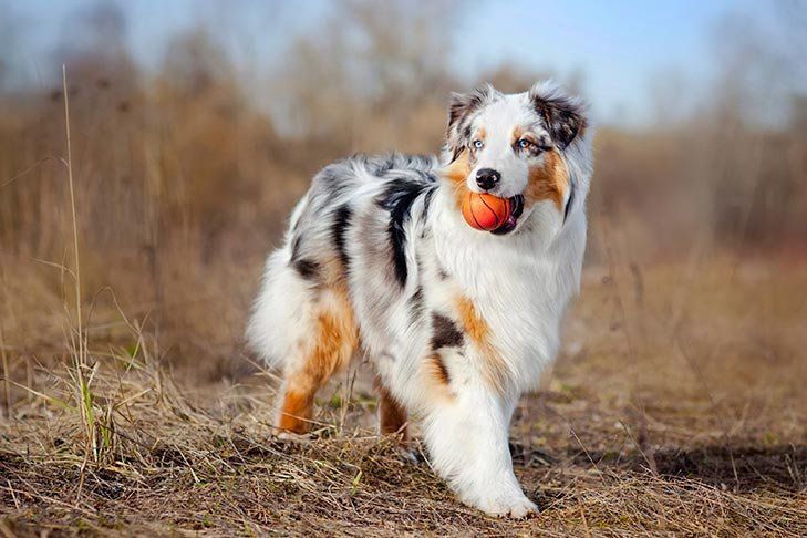 Dog behavior and training workshop in North Bend on September 26th!