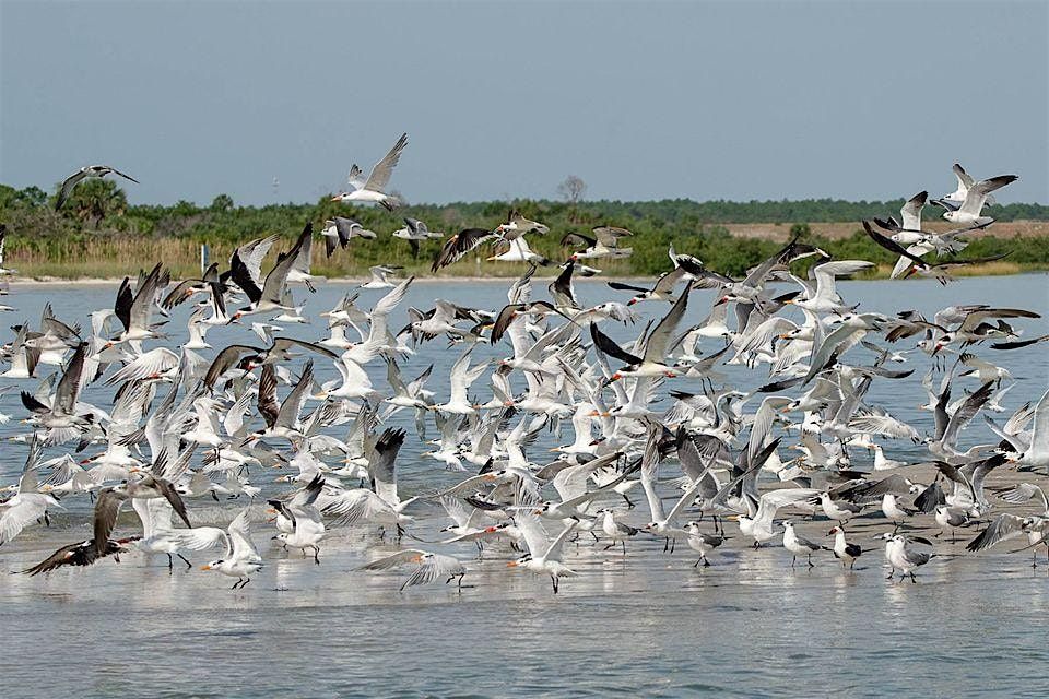 Thursday Morning at the Matanzas Inlet with Peggy Cook