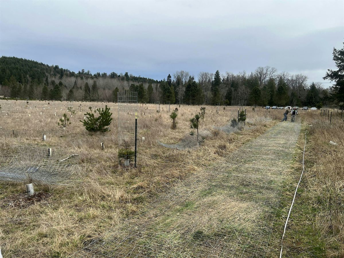 Powell Creek Invasive Plant Removal & Tree Caging