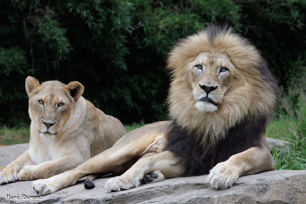 Barrows Lecture - Lions In Our Midst: Moving from Conflict to Coexistence