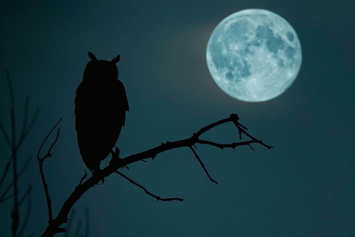 Full Moon Owl Prowl