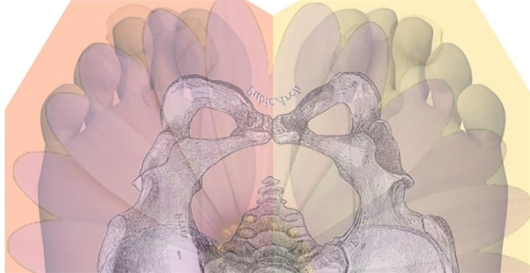 Advanced Osteopathic Diagnosis - A rational palpatory approach