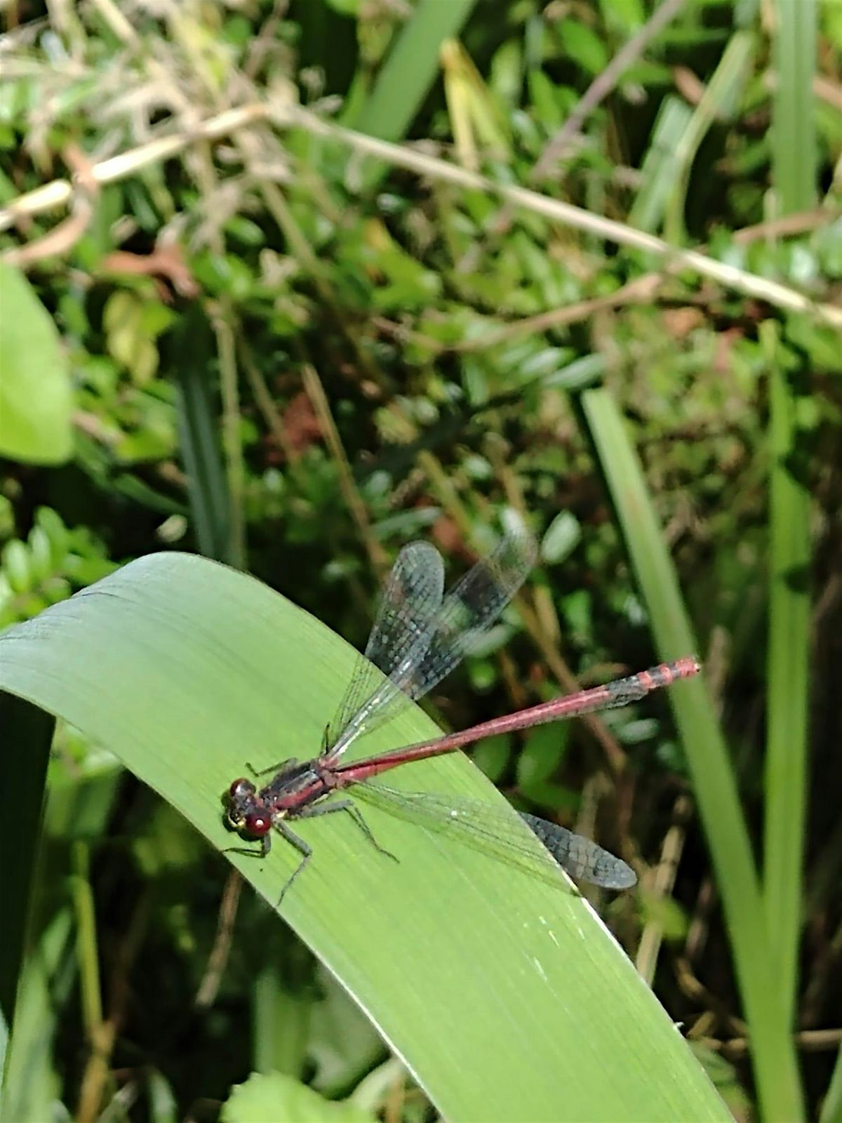 Nosey Nature Natter - Secrets of the Pond