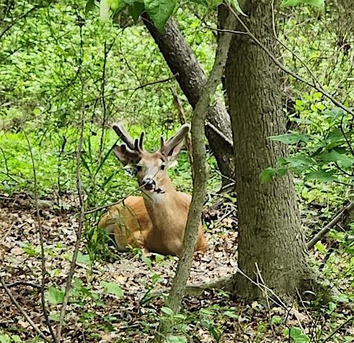 Greenbelt Adult Hike - Spring Hike - Buck\u2019s Hollow